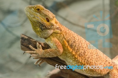 Central Bearded Dragon (pogona Vitticeps) Stock Photo