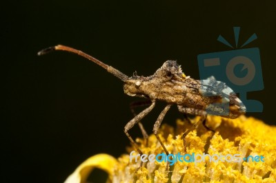 Centrocoris Variegatus Insect Stock Photo