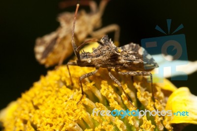 Centrocoris Variegatus Insect Stock Photo