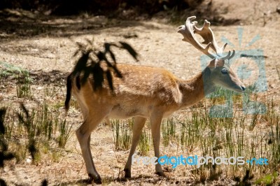 Cervus Dama Deer Stock Photo