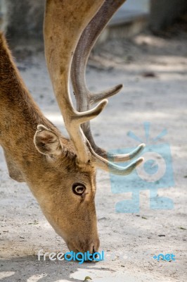 Cervus Dama Deer Stock Photo