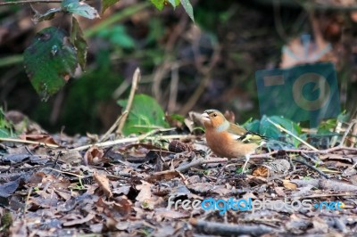 Chaffinch At Weir Wood Reservoir Stock Photo