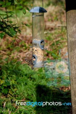 Chaffinch Feeding Stock Photo