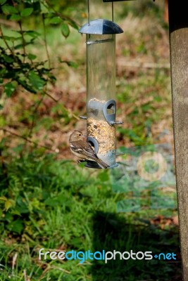 Chaffinch Feeding Stock Photo