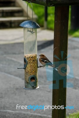 Chaffinch Feeding Stock Photo