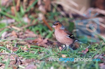 Chaffinch (fringilla Coelebs) Stock Photo