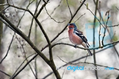 Chaffinch Singing His Heart Out Stock Photo