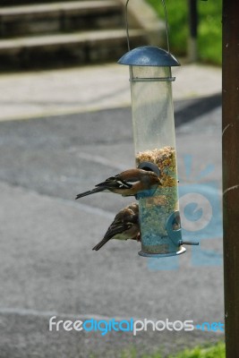 Chaffinches Feeding Stock Photo