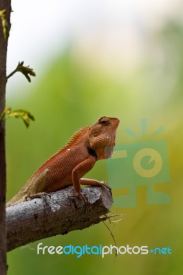 Chameleon Stock Photo