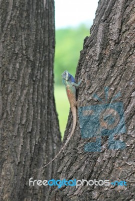 Chameleon On A Tree Stock Photo