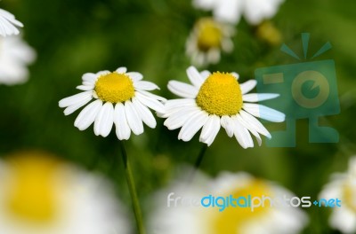 Chamomile (chamaemelum Nobile L.) Stock Photo