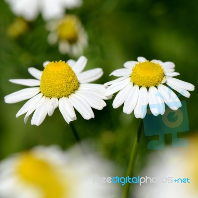 Chamomile (chamaemelum Nobile L.) Stock Photo