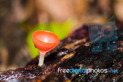 Champagne Mushroom Stock Photo