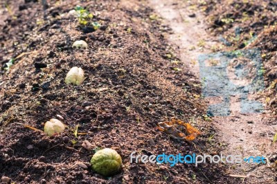 Chayote On Garden For Background Stock Photo