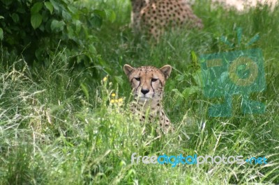 Cheetah Stock Photo