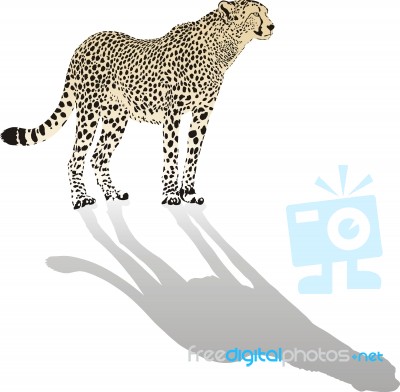 Cheetah Stock Image