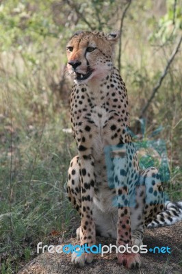 Cheetah Stock Photo