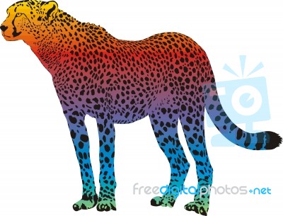 Cheetah Stock Image