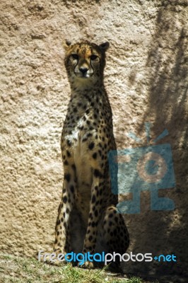 Cheetah (acinonyx Jubatus) On A Zoo Stock Photo