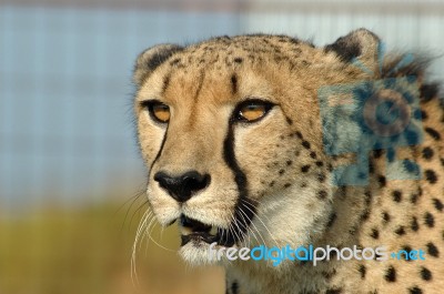 Cheetah Closeup In South Africa Stock Photo