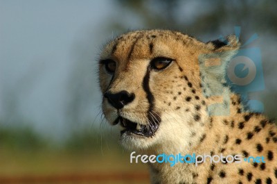 Cheetah Closeup In South Africa Stock Photo