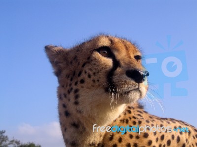 Cheetah Closeup In South Africa Stock Photo