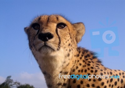 Cheetah Closeup In South Africa Stock Photo