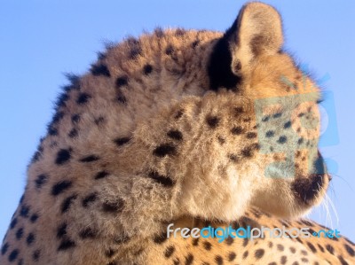 Cheetah Closeup In South Africa Stock Photo