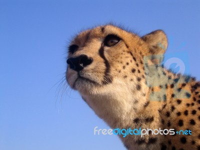 Cheetah Closeup In South Africa Stock Photo