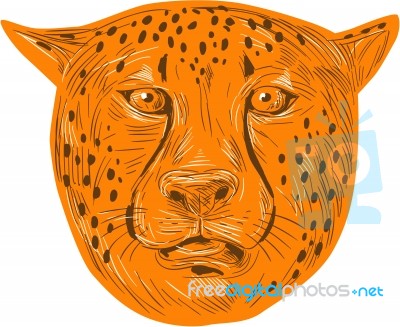 Cheetah Head Drawing Stock Image