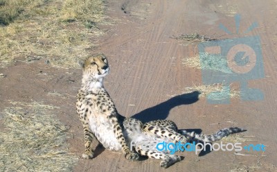 Cheetah In Namibia Stock Photo