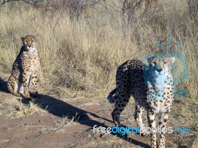 Cheetah In Namibia Stock Photo