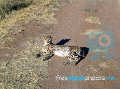 Cheetah In Namibia Stock Photo