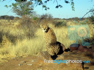 Cheetah In Namibia Stock Photo