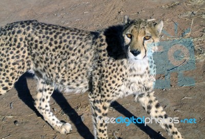 Cheetah In Namibia Stock Photo