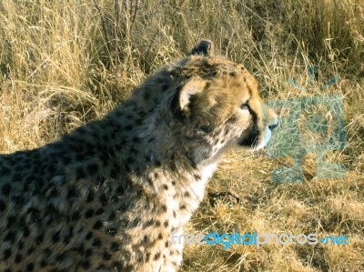 Cheetah In Namibia Stock Photo