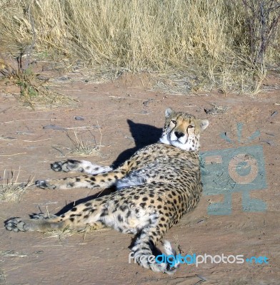 Cheetah In Namibia Stock Photo