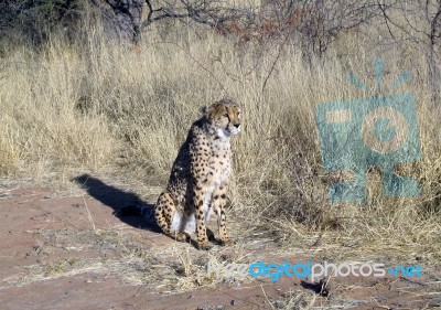 Cheetah In Namibia Stock Photo