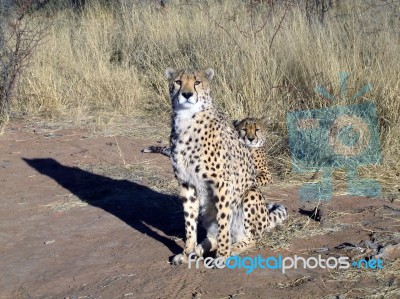 Cheetah In Namibia Stock Photo