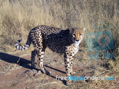 Cheetah In Namibia Stock Photo