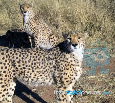 Cheetah In Namibia Stock Photo