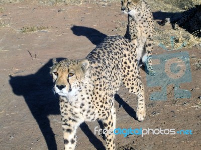 Cheetah In Namibia Stock Photo