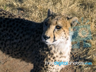 Cheetah In Namibia Stock Photo