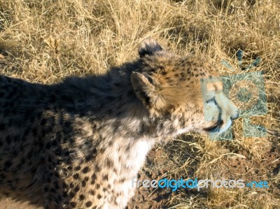 Cheetah In Namibia Stock Photo