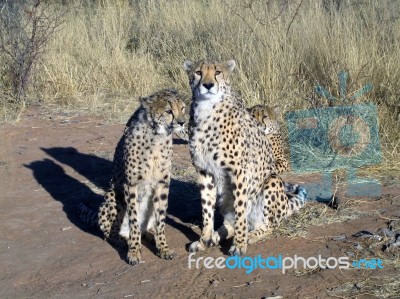 Cheetah In Namibia Stock Photo