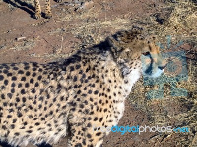 Cheetah In Namibia Stock Photo