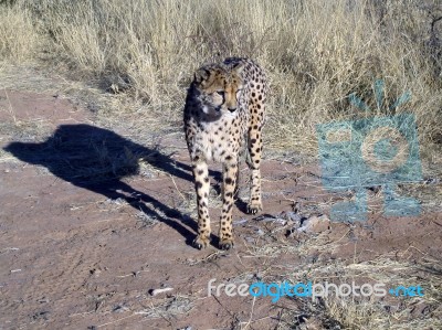 Cheetah In Namibia Stock Photo