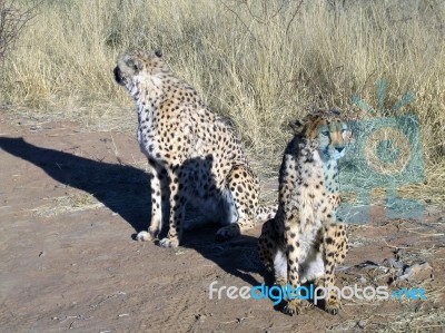 Cheetah In Namibia Stock Photo