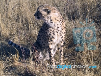 Cheetah In Namibia Stock Photo