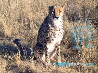 Cheetah In Namibia Stock Photo